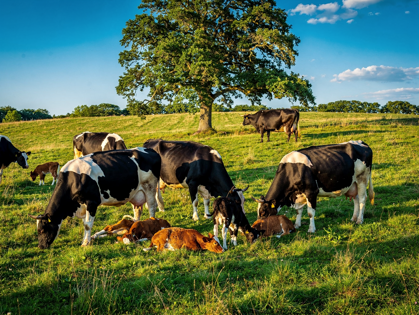 Healthy dairy cattle grazing in green pasture